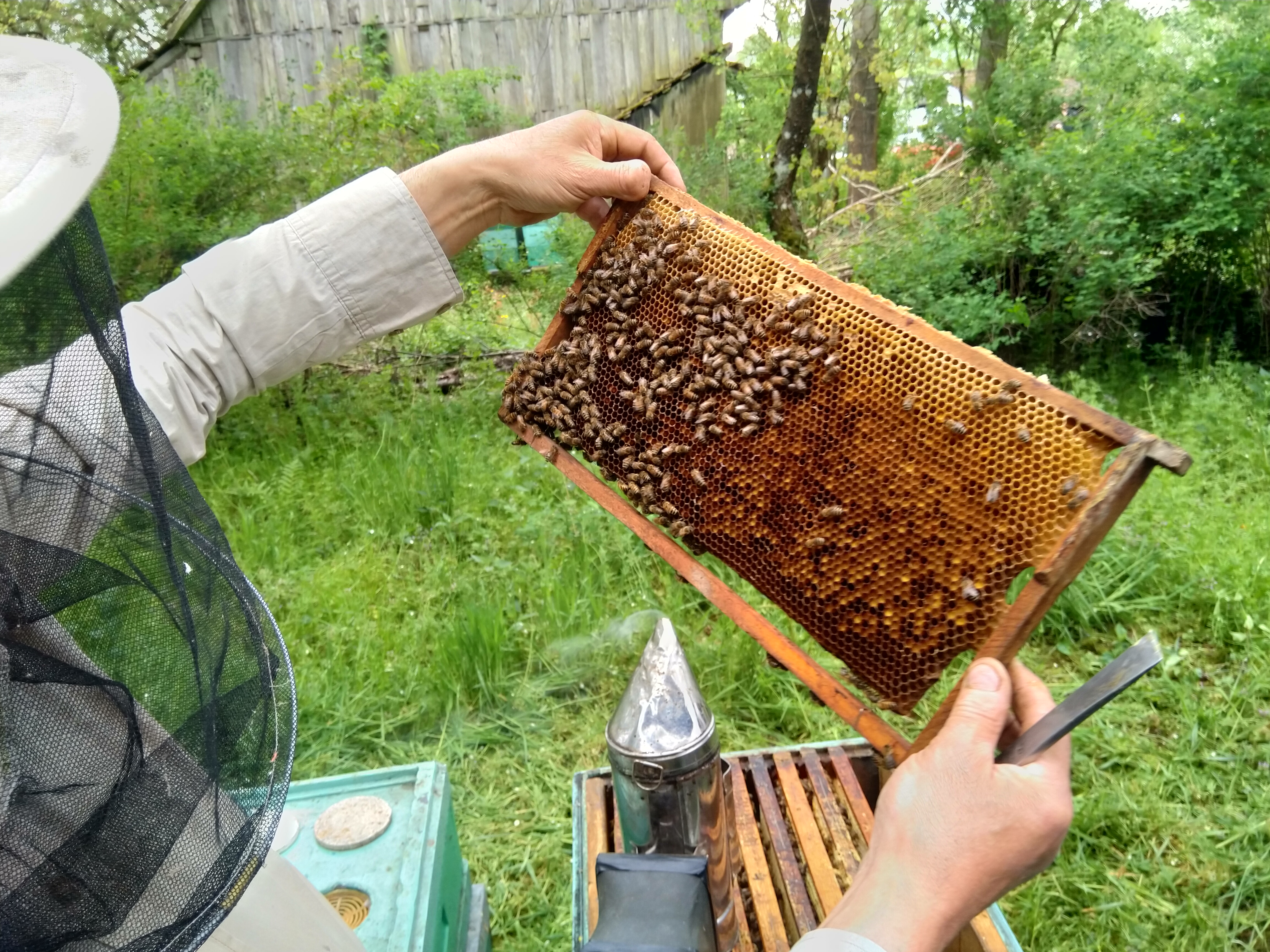ZAPO erazmus pszczoły 2023 1